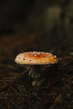 Load image into Gallery viewer, 3Vq9kFeNxl
