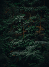 Load image into Gallery viewer, k7Lq4M43FM
