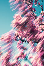 Load image into Gallery viewer, xCOkajwm16
