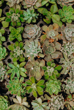 Load image into Gallery viewer, xV3RrLvMQv
