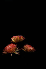 Load image into Gallery viewer, C2qzQHTfbs
