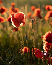 Load image into Gallery viewer, nDBsdNRjjO
