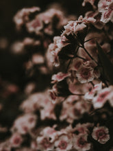 Load image into Gallery viewer, dvMiy5SdBi
