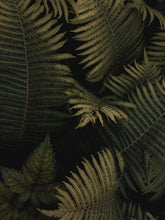 Load image into Gallery viewer, a3aPOug85P
